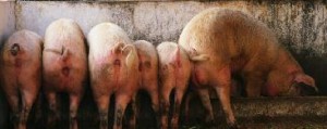 Pigs at the trough2